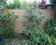Hardwood Slatted Fence
